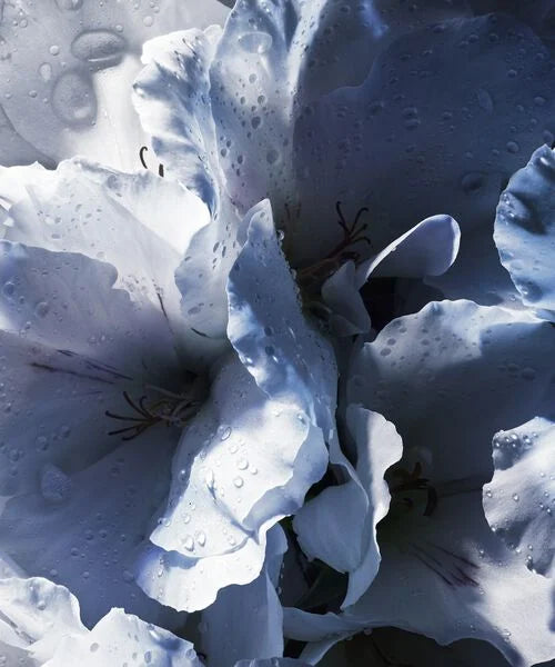 YSLY Eau de Parfum for men 100ML