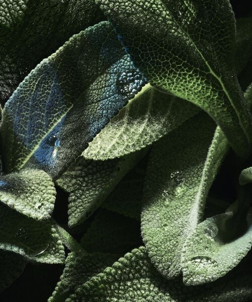 YSLY Eau de Parfum for men 100ML